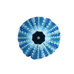 Μαξιλάρι Aχινός Μπλε Medium