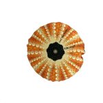 Μαξιλάρι Aχινός Πορτοκαλί Medium